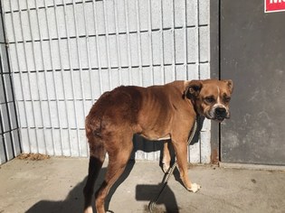 Boxer Dogs for adoption in Beckley, WV, USA