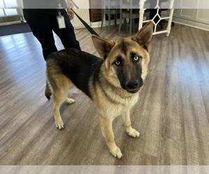 German Shepherd Dog-Unknown Mix Dogs for adoption in Rancho Cucamonga, CA, USA