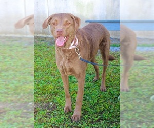 Chesapeake Bay Retriever Dogs for adoption in Vero Beach, FL, USA