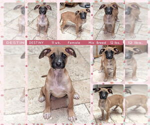 Mutt Dogs for adoption in Mesa, AZ, USA