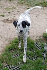 Lab-Pointer Dogs for adoption in Seahurst, WA, USA