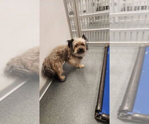 Mutt Dogs for adoption in Oak Bluffs, MA, USA