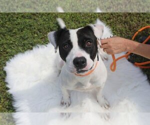 Mutt Dogs for adoption in Abbeville, LA, USA