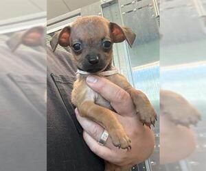 Chihuahua Dogs for adoption in San Martin, CA, USA