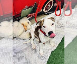 Mutt Dogs for adoption in Globe, AZ, USA