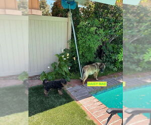 Mutt Dogs for adoption in Woodland Hills, CA, USA