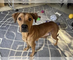 Plott Hound Dogs for adoption in Charlotte, NC, USA