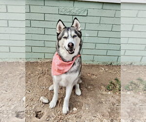 Siberian Husky Dogs for adoption in San Diego, CA, USA