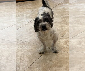 Shih Tzu-Unknown Mix Dogs for adoption in Hilton Head, SC, USA