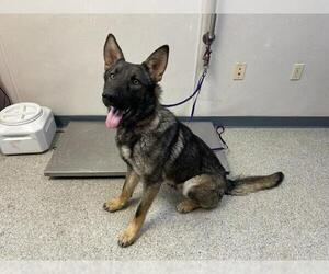 German Shepherd Dog-Unknown Mix Dogs for adoption in Visalia, CA, USA