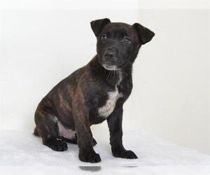 Catahoula Leopard Dog-Unknown Mix Dogs for adoption in Oroville, CA, USA