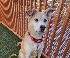 Siberian Husky-Unknown Mix Dogs for adoption in Las Vegas, NV, USA