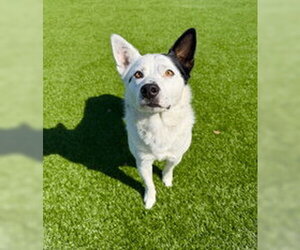 Mutt Dogs for adoption in Salinas, CA, USA