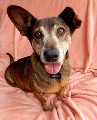 Pembroke Welsh Corgi Dogs for adoption in See Website, CA, USA