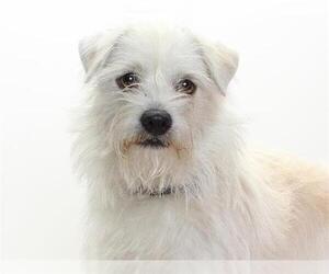 Mutt Dogs for adoption in Burbank, CA, USA