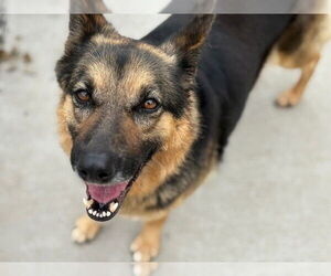 German Shepherd Dog Dogs for adoption in Tulsa, OK, USA