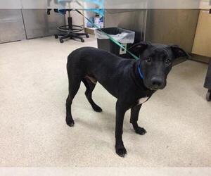 Labrador Retriever Dogs for adoption in Riverside, CA, USA