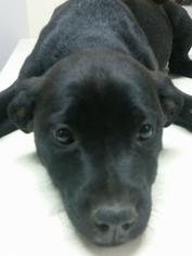 Medium Photo #1 Borador Puppy For Sale in SHERBURNE, NY, USA