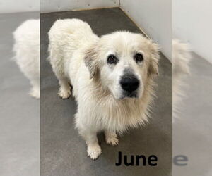 Great Pyrenees-Unknown Mix Dogs for adoption in Mountain View, AR, USA
