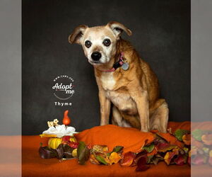 Beagle-Unknown Mix Dogs for adoption in Salt Lake City, UT, USA