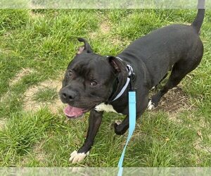 American Pit Bull Terrier-Unknown Mix Dogs for adoption in Millersville, MD, USA