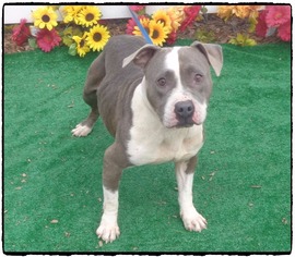 American Bulldog-Unknown Mix Dogs for adoption in Decatur, GA, USA