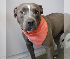 American Staffordshire Terrier-Unknown Mix Dogs for adoption in San Antonio, TX, USA