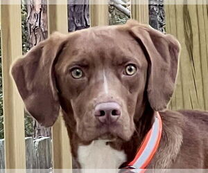 Labrador Retriever-Unknown Mix Dogs for adoption in Canton, CT, USA