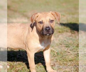 Boxer Dogs for adoption in Cumming, GA, USA