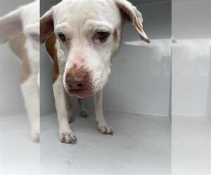 Mutt Dogs for adoption in Houston, TX, USA