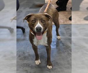 Labrador Retriever-Unknown Mix Dogs for adoption in Thief River Falls, MN, USA