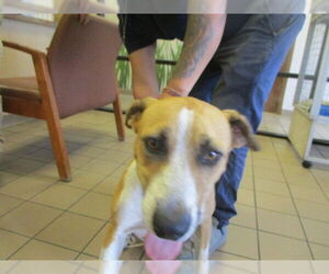 Mutt Dogs for adoption in Ocala, FL, USA