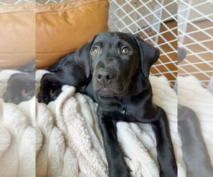 Golden Labrador Dogs for adoption in Corona, CA, USA