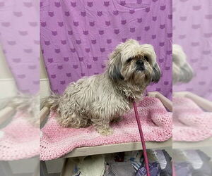 Lhasa Apso Dogs for adoption in Modesto, CA, USA