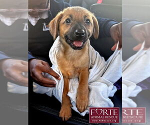 Chihuahua-Unknown Mix Dogs for adoption in Marina del Rey, CA, USA