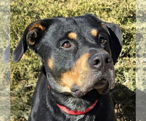 Rottweiler Dogs for adoption in Albuquerque, NM, USA