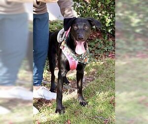 Labrador Retriever-Unknown Mix Dogs for adoption in Dana Point, CA, USA