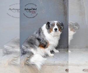 Australian Shepherd-Unknown Mix Dogs for adoption in Richmond, MO, USA