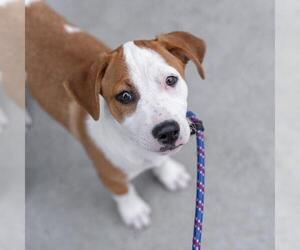 Unknown-Whippet Mix Dogs for adoption in San Diego, CA, USA