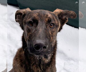 Mutt Dogs for adoption in Jefferson, WI, USA