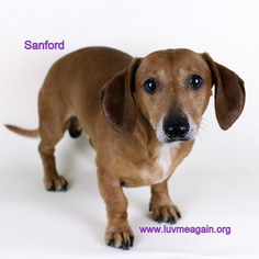 Dachshund Dogs for adoption in Bloomington, MN, USA