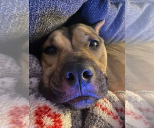 American Pit Bull Terrier-American Staffordshire Terrier Mix Dogs for adoption in Belleville, MI, USA