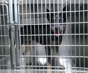 Mutt Dogs for adoption in Oklahoma City, OK, USA