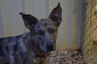 Catahoula Leopard Dog Dogs for adoption in Athens, AL, USA