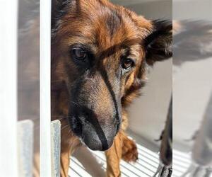 German Shepherd Dog Dogs for adoption in Houston, TX, USA