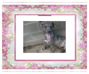 Catahoula Leopard Dog-Unknown Mix Dogs for adoption in KELLYVILLE, OK, USA