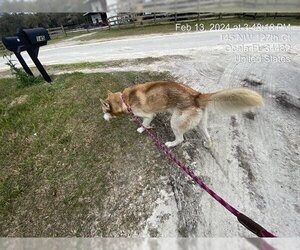 Siberian Husky Dogs for adoption in Ocala, FL, USA