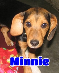 Dachshund Dogs for adoption in Lawrenceburg, KY, USA