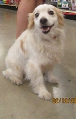 Medium Photo #1 American Eskimo Dog-Unknown Mix Puppy For Sale in Von Ormy, TX, USA