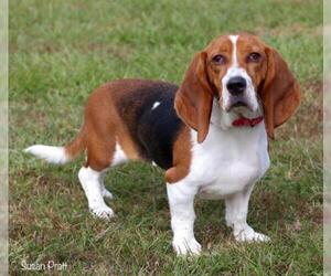 Basset Hound Dogs for adoption in Bedford, VA, USA